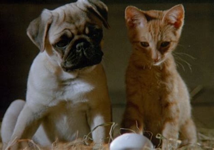 Animal Cruelty In "Milo And Otis"