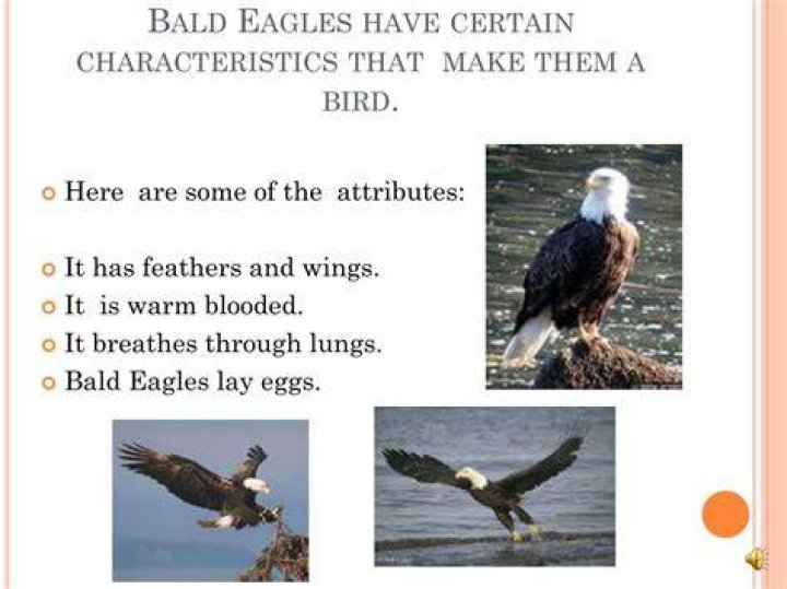 Eagle Characteristics that make them Great Symbolic Animals