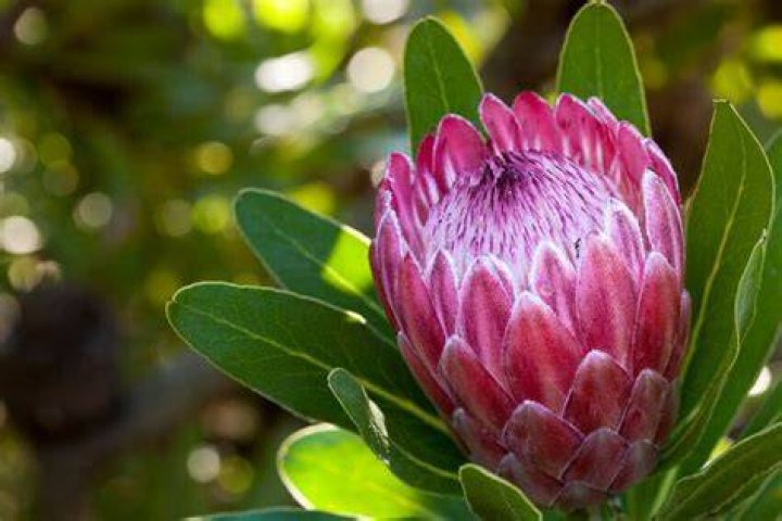 Flowers That Symbolize Brotherhood Give Me History