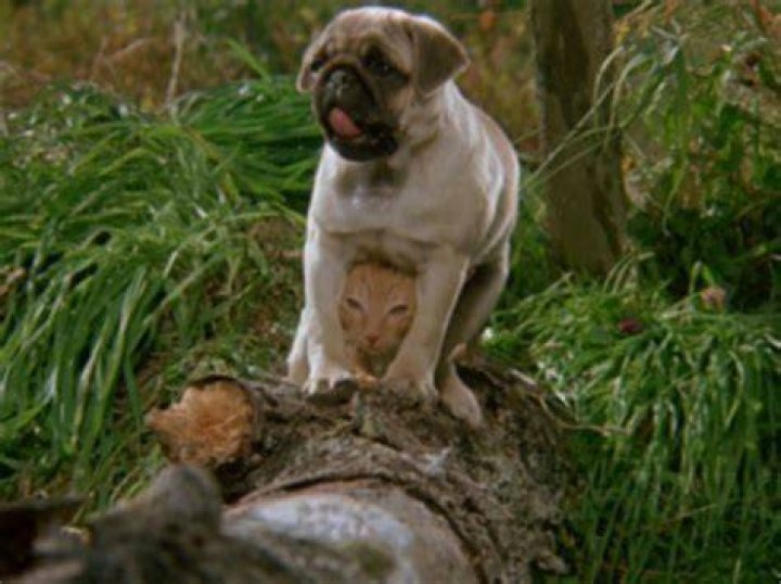 Milo and Otis Animal Cruelty? Pets & Animals Forum Neoseeker Forums