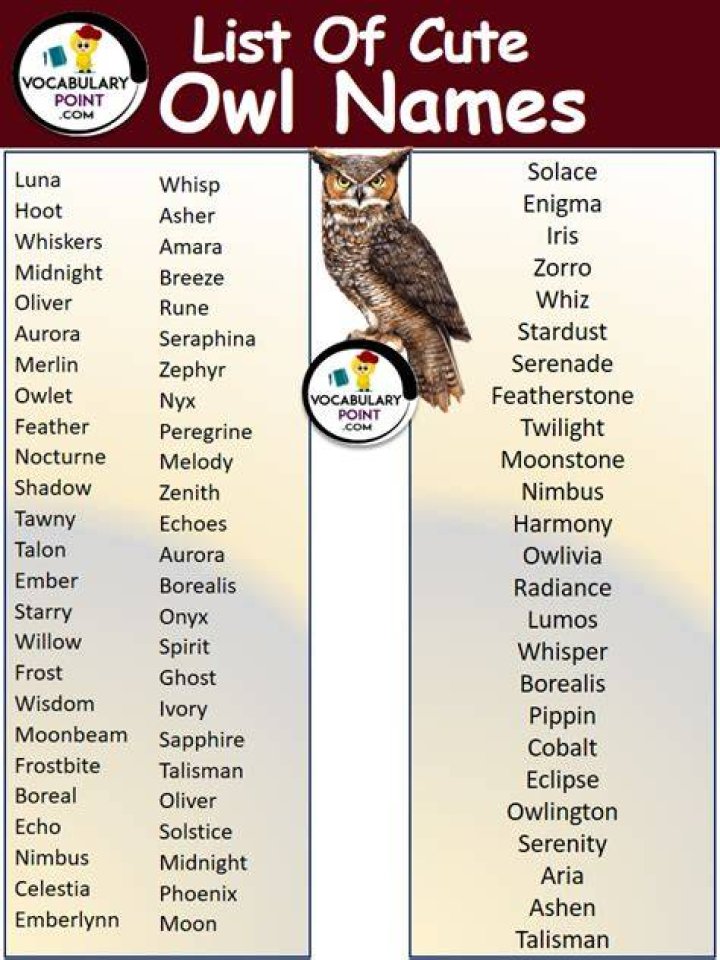 Owl Names (500+ Cute & Cool, Male & Female Ideas)