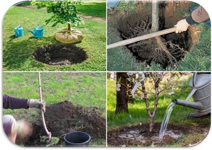 Piantare alberi la minestra Antidolorifico rose altezza serie allievo Credo