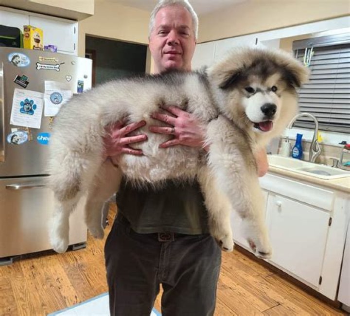 The Giant Alaskan Malamute is large breed of domestic dog described as