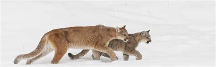 The Secrets Of Mountain Lion Tracking