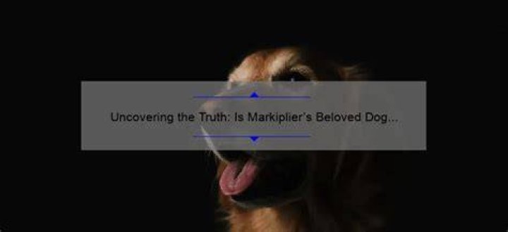 Uncovering The Legacy Of A Beloved Dog