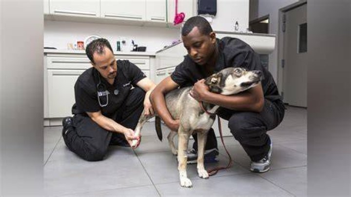 Unraveling The Cy-Fair Vet Lawsuit Outcome