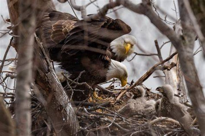 Unveil The Secrets Of Eagles: Discover Their Extraordinary Traits