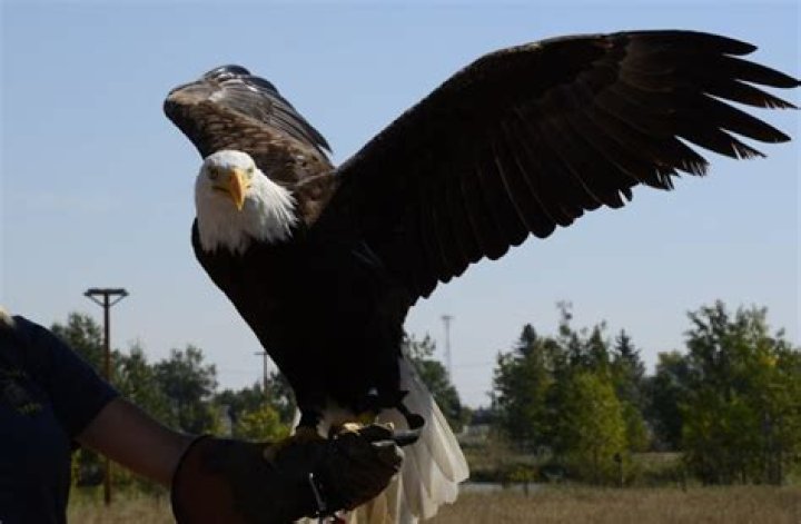 Unveil The Secrets Of Eagles: Discover Their Extraordinary Traits