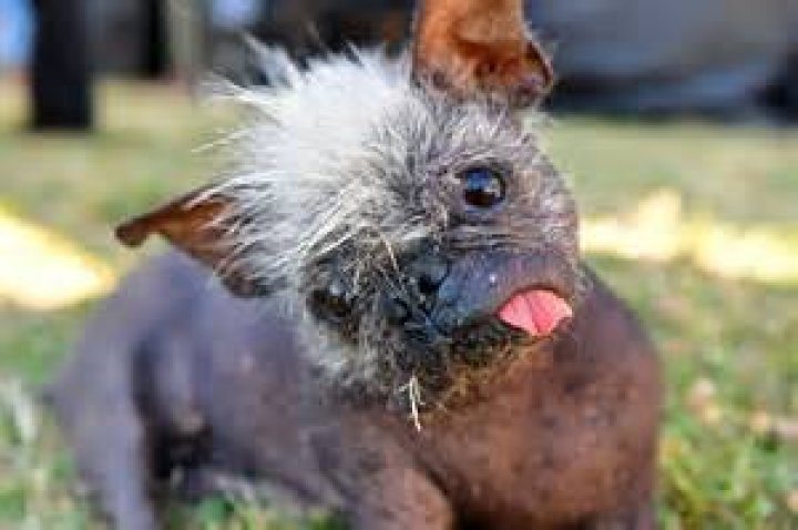 World&rsquo;s Ugliest Dog Mr. Happy Face, a Chihuahua Mix With a Mohawk
